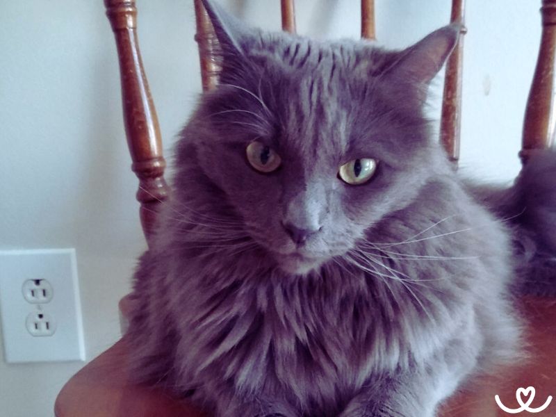 Nebelung (8)